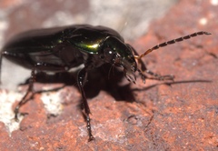 Poecilus chalcites