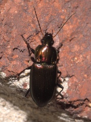 Poecilus chalcites