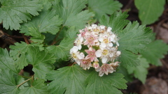 Physocarpus monogynus