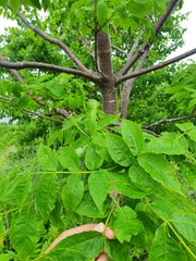 Phellodendron sachalinense