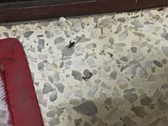 Evania appendigaster