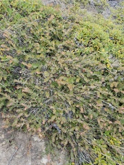 Arctostaphylos cruzensis