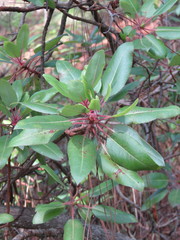 Arbutus tessellata
