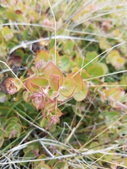 Arctostaphylos cruzensis