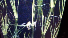 Hyla flaviventris
