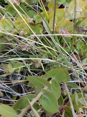 Arctostaphylos cruzensis
