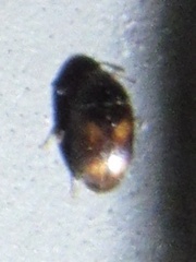 Neolitochrus pulchellus