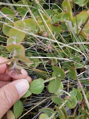 Arctostaphylos cruzensis