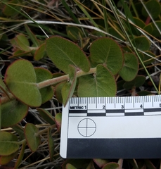 Arctostaphylos cruzensis