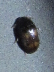 Neolitochrus pulchellus