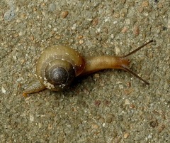 Acusta