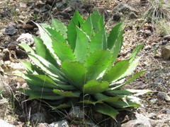 Agave maximiliana