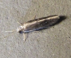 Orthotrichia