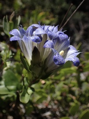 Gentiana affinis ovata