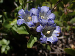 Gentiana affinis ovata