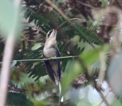 Phaethornis malaris