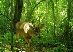 Odocoileus virginianus tropicalis