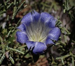 Gentiana affinis ovata