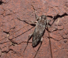 Lepturges angulatus