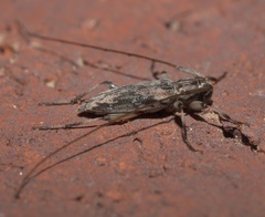 Lepturges angulatus