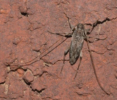 Lepturges angulatus