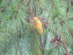 Cronartium conigenum