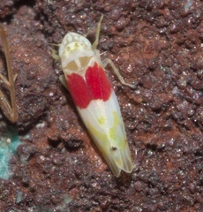 Eratoneura osborni