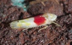 Eratoneura osborni