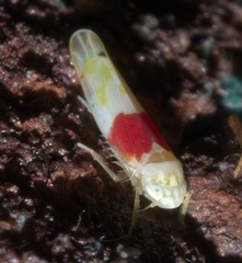Eratoneura osborni