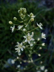 Toxicoscordion fontanum