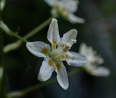 Toxicoscordion fontanum