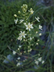 Toxicoscordion fontanum