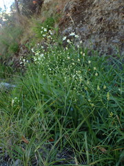 Toxicoscordion fontanum