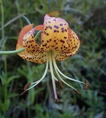 Lilium pardalinum pardalinum