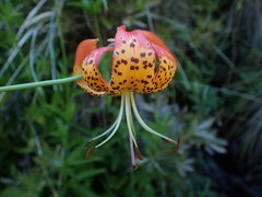 Lilium pardalinum pardalinum