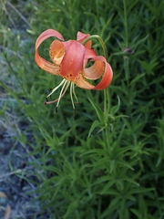 Lilium pardalinum pardalinum