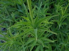Lilium pardalinum pardalinum