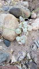 Tidestromia suffruticosa