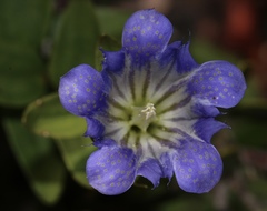 Gentiana affinis ovata