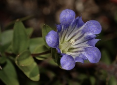 Gentiana affinis ovata