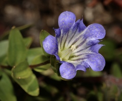 Gentiana affinis ovata