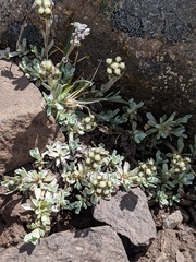 Antennaria media