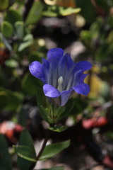 Gentiana affinis ovata