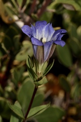 Gentiana affinis ovata
