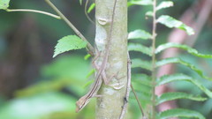 Anolis sericeus