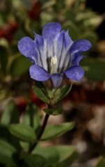 Gentiana affinis ovata