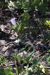 Gentiana affinis ovata