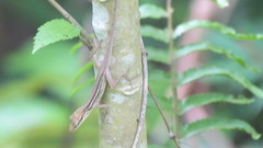 Anolis sericeus