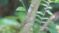 Anolis sericeus