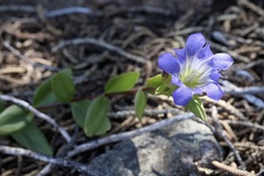 Gentiana affinis ovata